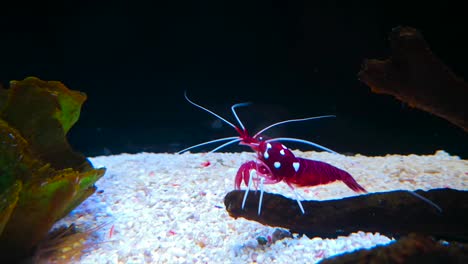 mundo submarino de gambas de mar