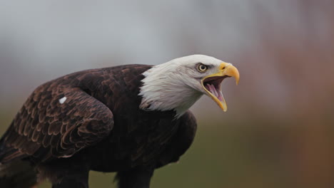 bald eagle portrait