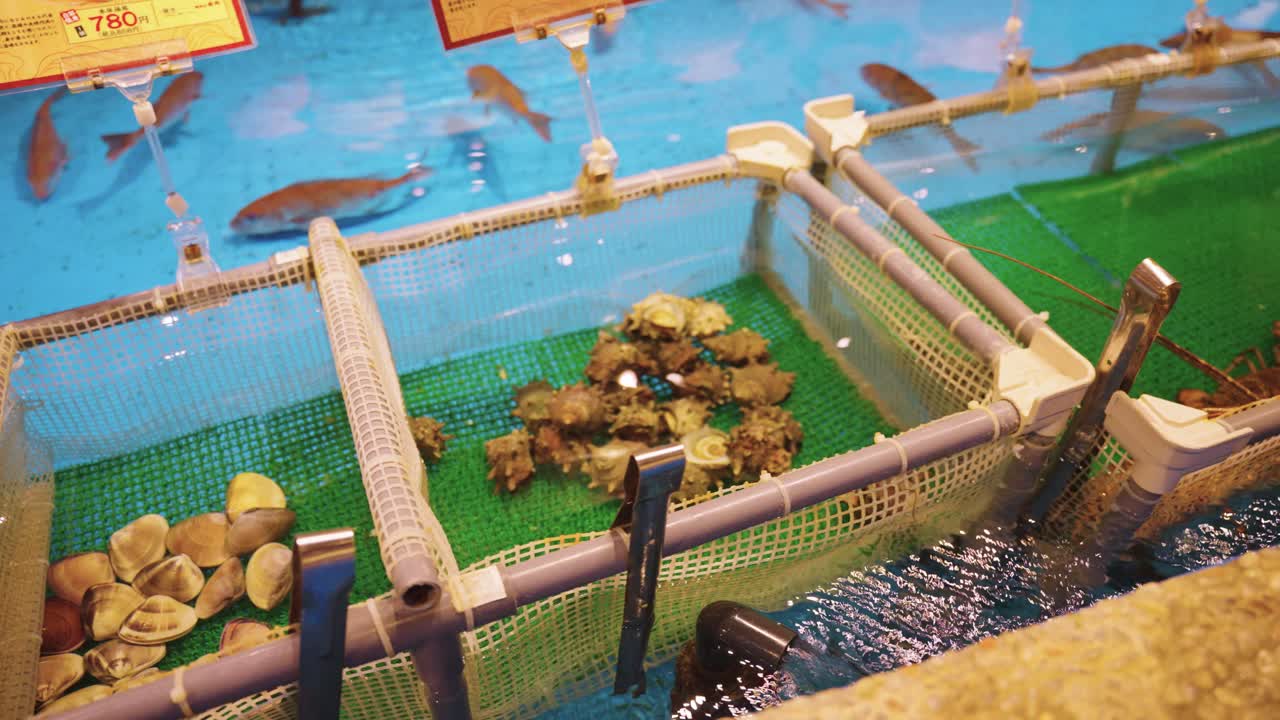 Shellfish, Turban Shells and Sea Bream in Large Fishing Tank, Japanese Dining