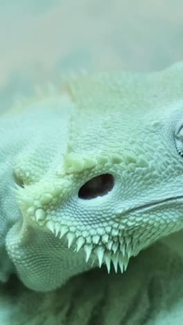 bearded dragon displaying minimal activity.