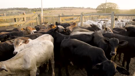 Panoramic-shooting-of-a-large-bovine-herd-in-a-corral-outdoors