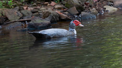 Eine-Muscovy-Ente-Im-Wasser