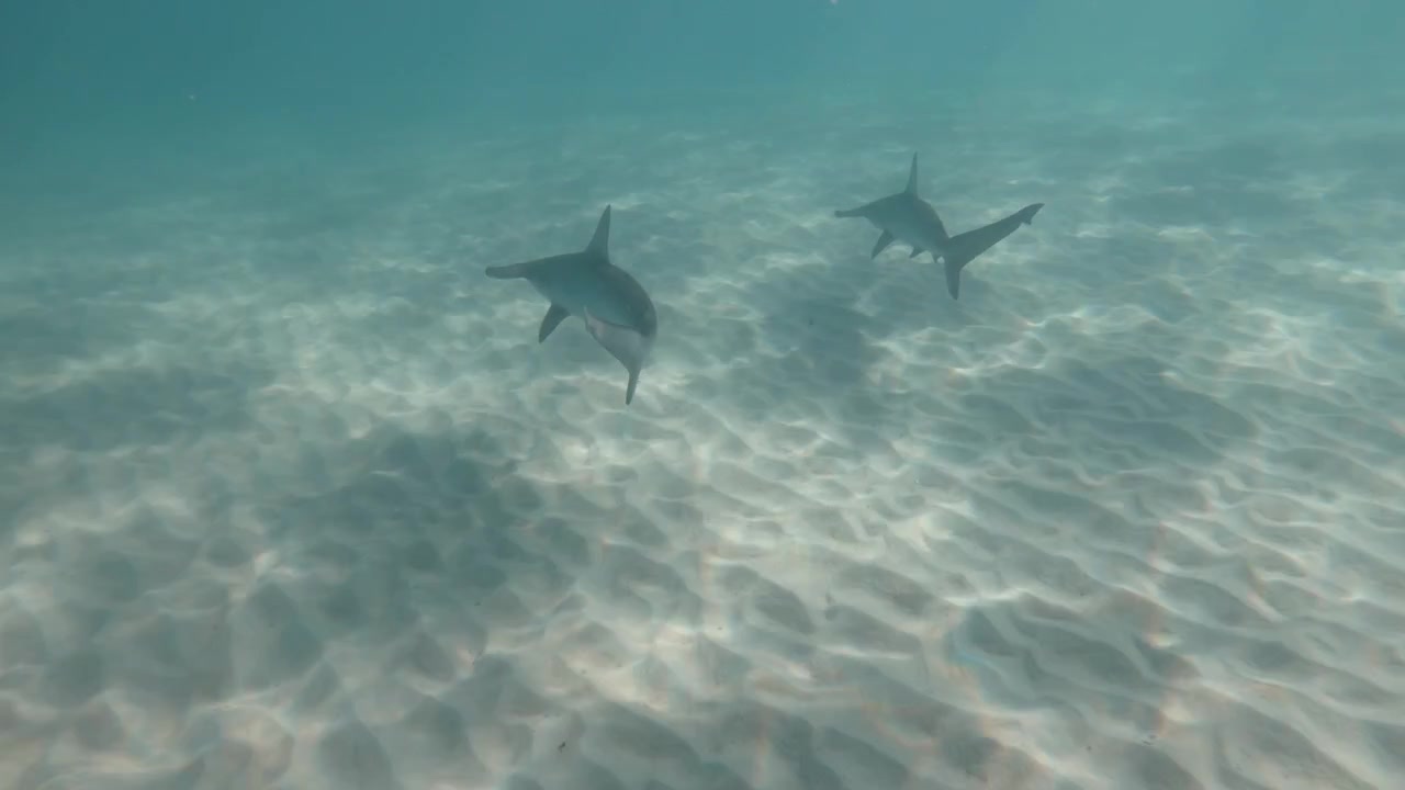 Underwater view of sharks swimming in a along the ocean floor in search of prey. Animal behaviour video