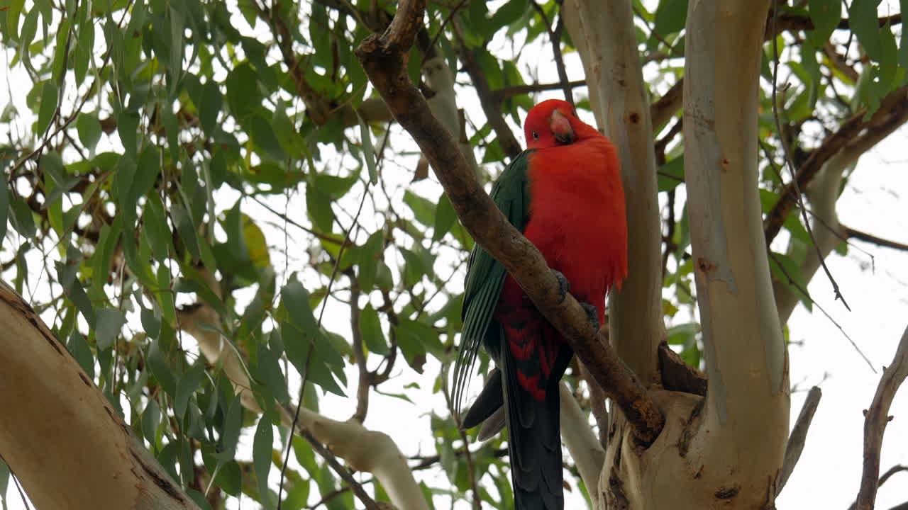 loro rey posado en un árbol de goma