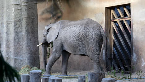 warsaw, poland, circa may, 2022: african bush elephant (loxodonta africana l.a. knochenhaueri) eating inside the house in warsaw zoological garden