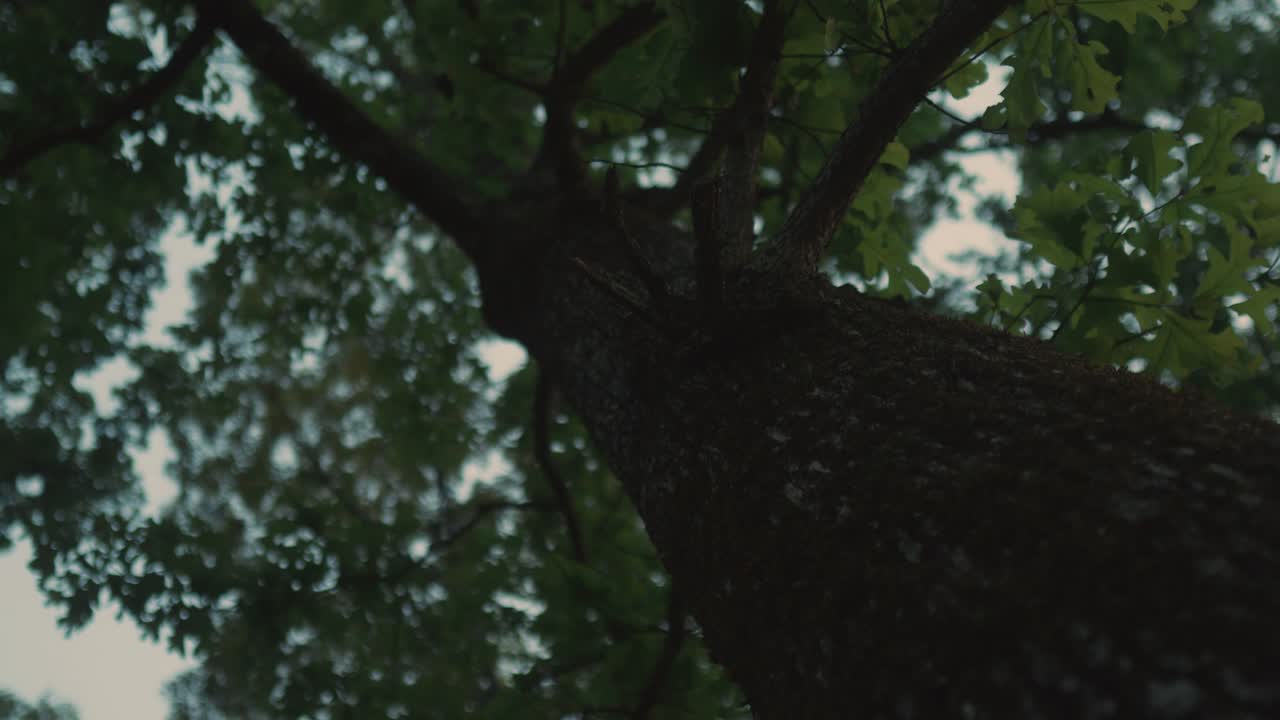 hight big old tree against blue sky in natural clean unpolluted forest park looking up