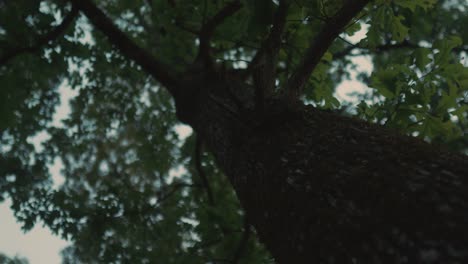 alto gran árbol viejo contra el cielo azul en un parque forestal natural limpio y no contaminado mirando hacia arriba