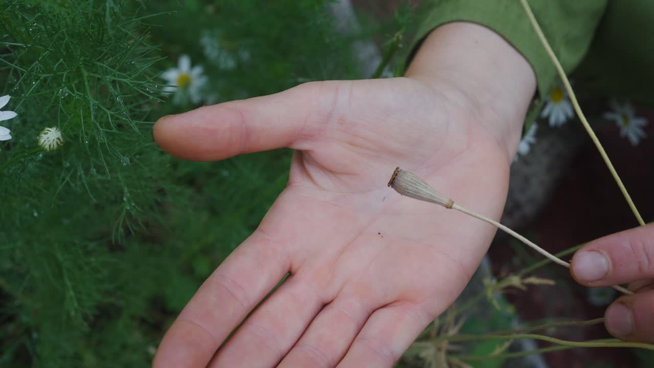 손, 정적, 배경 정원, 하루 위에 양귀비 꽃 씨앗 드롭의 닫습니다