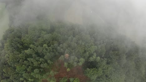 disparo de un dron de un bosque después de una infestación de escarabajos de corteza