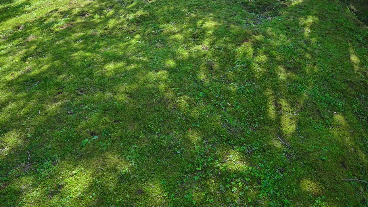 아름다운 일본 전통 정원 모스 도쿄