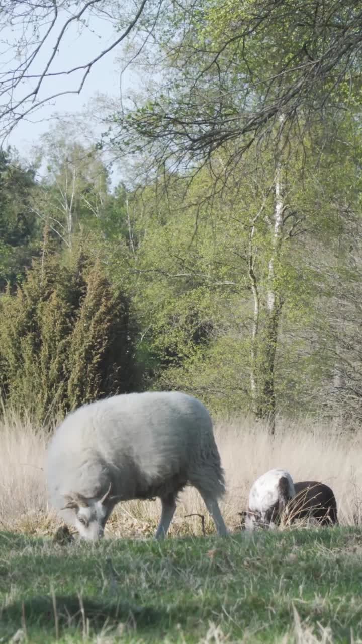Pecore e cane in un prato nel bosco