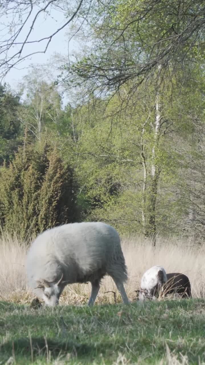 Pecore e cane in un prato nel bosco