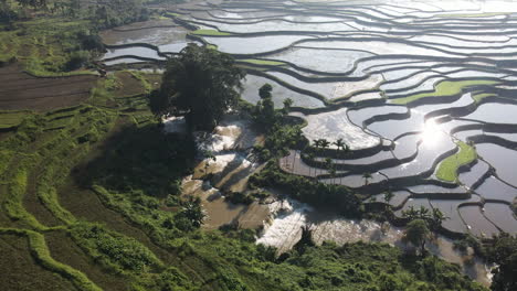 glistening waters on the rice terraces fields with irrigation in summer in tema tana sumba regency, indonesia