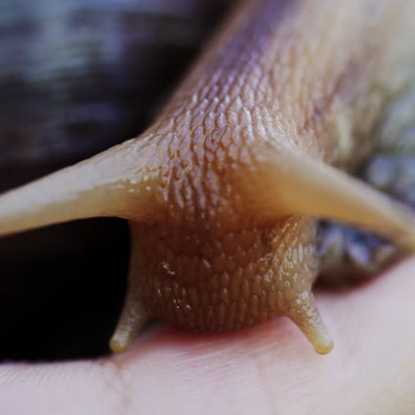 woman holding snail in palm. home cosmetologist. close-up.
