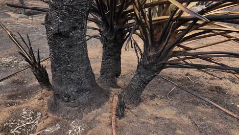 cierre el tronco de la planta de cactus exóticos en el paisaje seco y árido del desierto