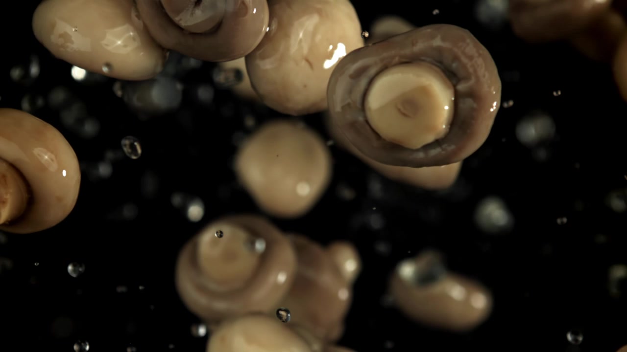 Ferske sjampinjonger flyter med vanndråper i sakte film.