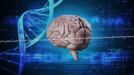 animación del cerebro digital y la cadena de adn sobre el procesamiento de datos