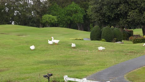 gansos en un campo de golf