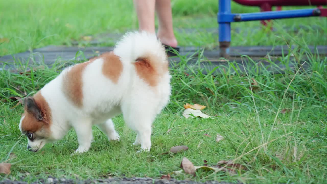 푸른 잔디밭을 걷고 있는 푹신한 혈통의 포메라니안 개