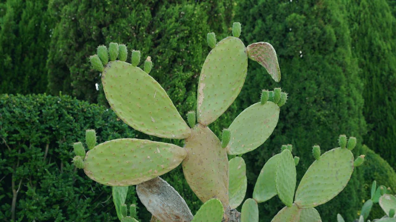 Prickly Pear Cactus in Nature