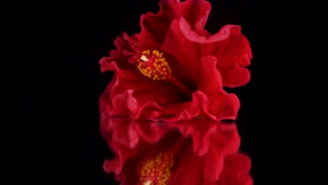 Avanzando-Vista-Macro-De-Hibisco-Rojo-Sobre-Un-Fondo-Reflectante-Negro,-Bellas-Y-Elegantes-Imágenes-De-4k-De-Una-Flor-Roja