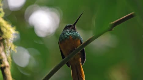 Perched gracefully on a slender branch in the Arenal region near La Fortuna, a jacamar bird glimmers in the dappled light of the rainforest