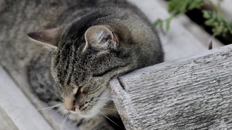 cat scratches his chin