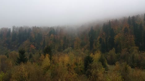 Aerial-view-of-foggy-forest