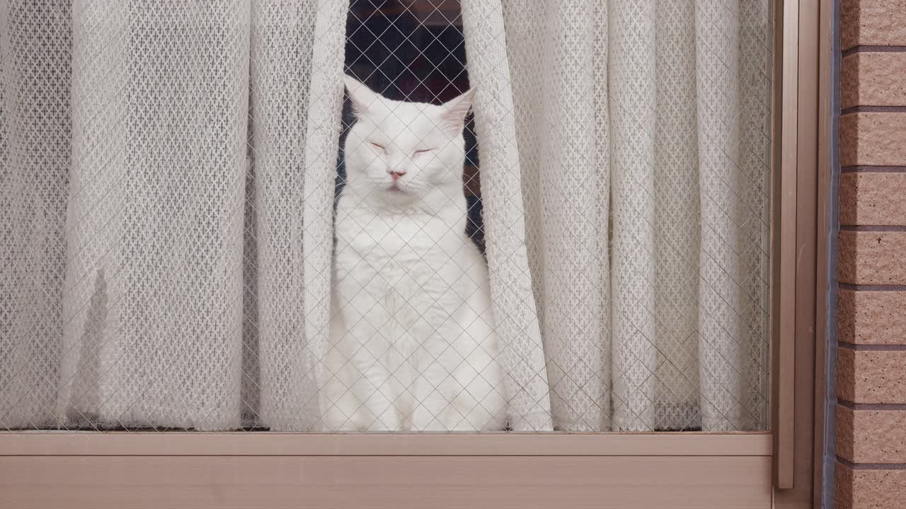 A peaceful shot of a white cat with yellow eyes sitting behind a glass window with a curtain