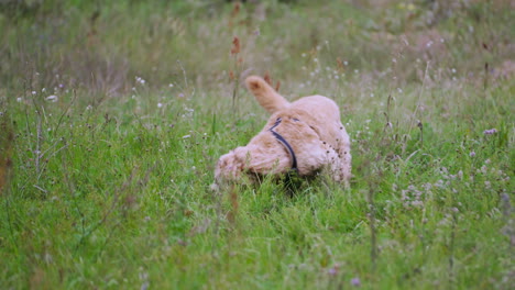 Aktiver-Goldendoodle-Hund-Fand-Baseballball-Im-Gras-Und-Nagt-Ihn-Liegend-Auf-Einer-Wiese