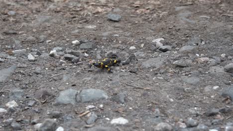 european fire salamander crawling on dry rocky ground