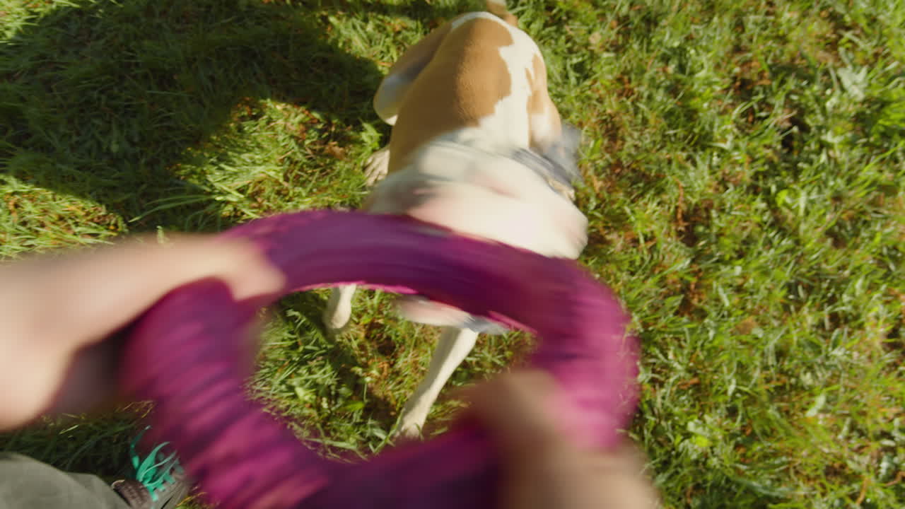 First-person view of playing with a dog and pink toy outdoors