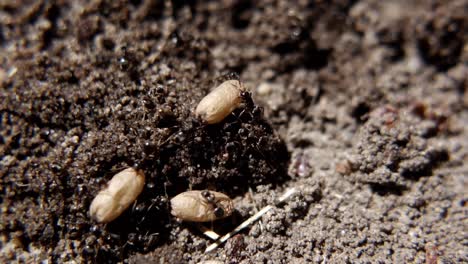 black garden ants carrying cocoons in a disturbed nest