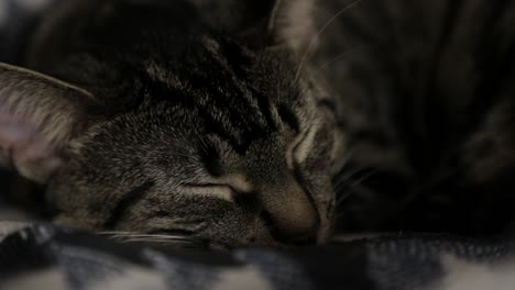 un joven gato gris durmiendo profundamente en una alfombra de cama esponjosa - primer plano