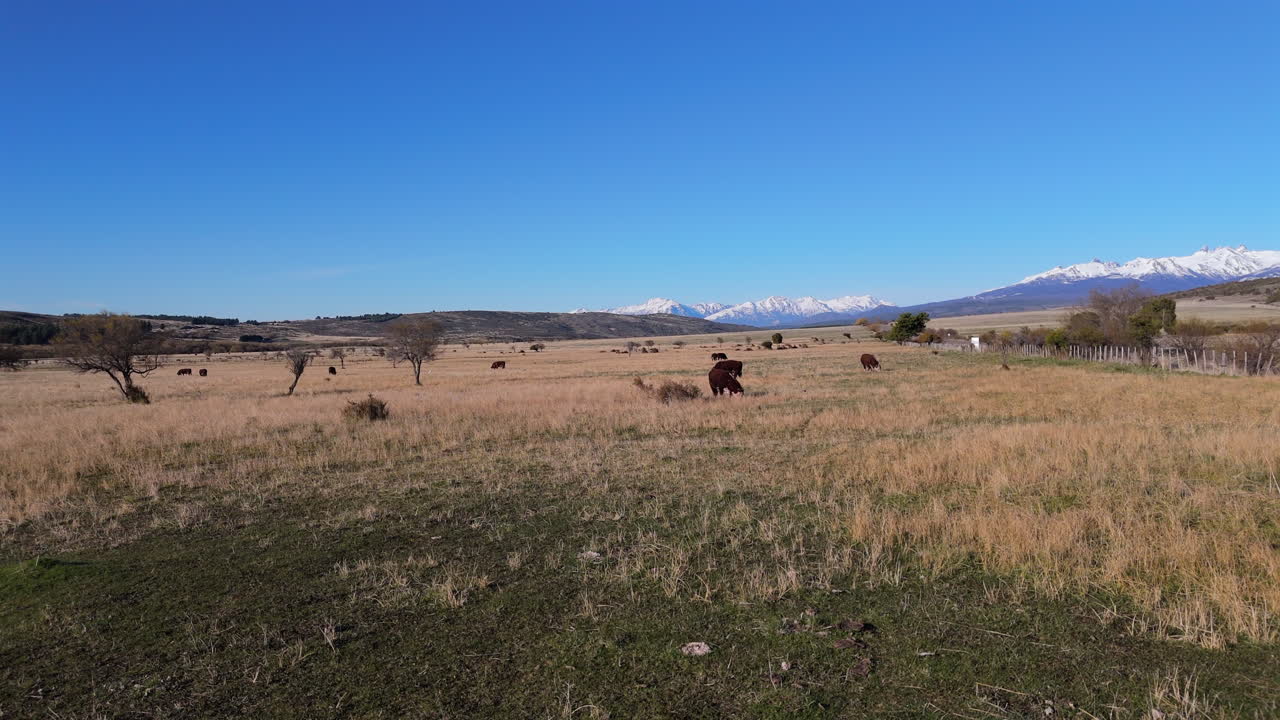 Long meadow with cows and snowy mountains behind in Argentina.