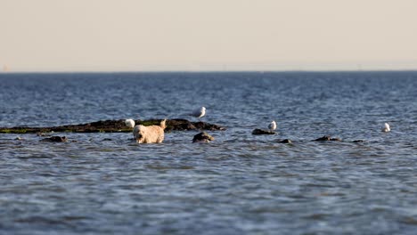 dog interacting with seagulls on the beach