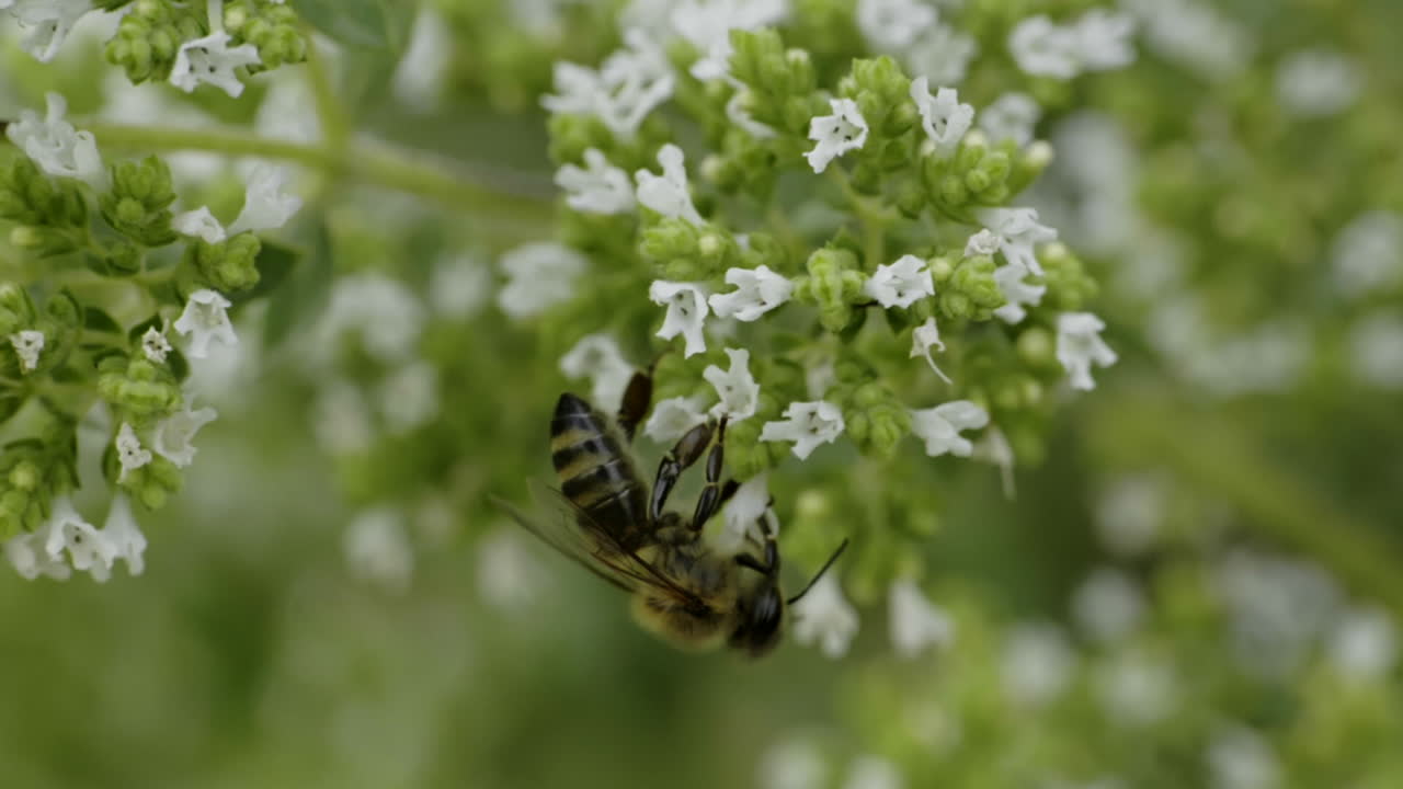 Honeybee on Oregano Flower
