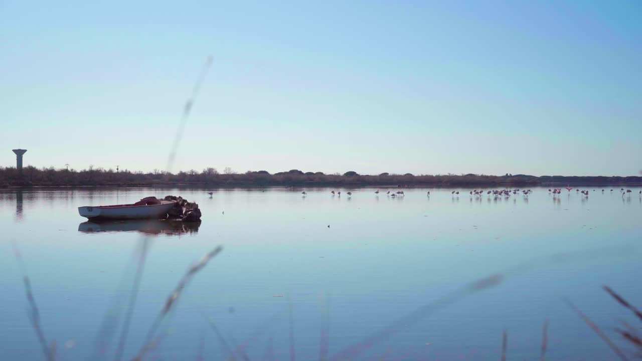 푸른 하늘이 맑은 날 여름에 어부의 보트 난파선 옆 호수에 평화로운 플라밍고와 핑크 플로이드