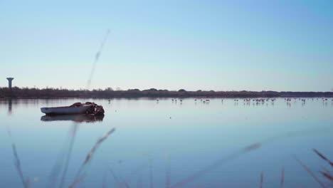 Peaceful-flamingos-and-pink-floyds-on-a-lake-next-to-a-fisherman-boat-wreck-in-summer,-on-a-sunny-day-with-blue-sky