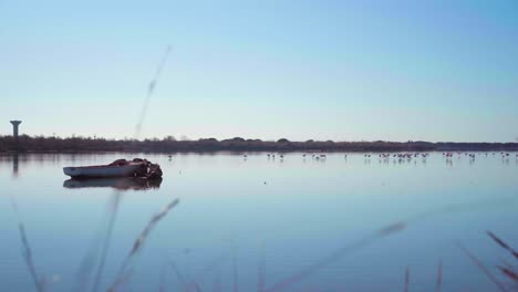 peaceful flamingos and pink floyds on a lake next to a fisherman boat wreck in summer, on a sunny day with blue sky