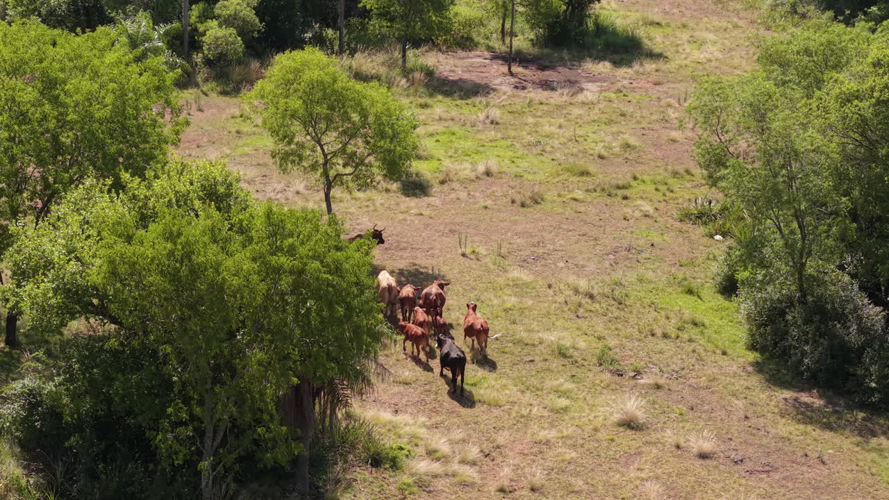 Orbit drone shot of a group of cattle grazing and moving through a natural habitat, surrounded by trees and open fields. The drone captures the serene and peaceful atmosphere.