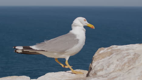 grande gaivota na rocha.