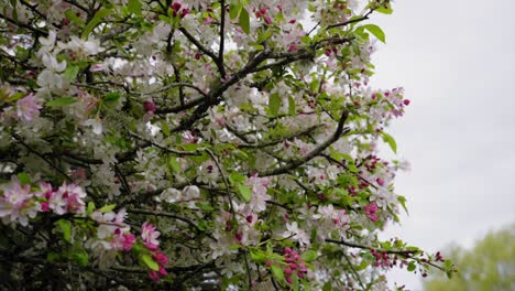 the sakura tree on a cloudy day beautiful leaves and petals