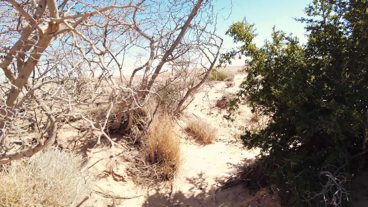 알제리 의 비스크라 사하라 의 건조 한 풍경