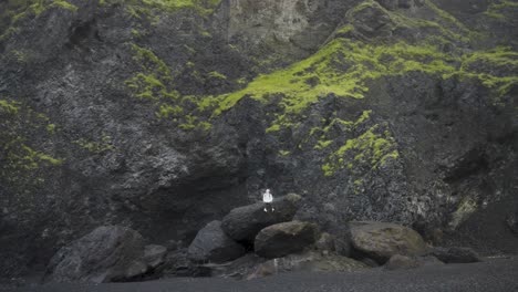 Person-sitson-large-rocks-against-a-backdrop-of-green-moss-and-dark-cliffs-on-a-black-sand-beach-in-Iceland