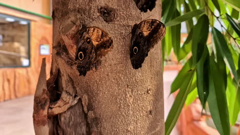 several owl butterflies of the genus caligo on a tree trunk