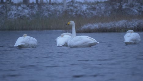 Mittellange-Einstellung-Einer-Kleinen-Schwanenherde,-Die-Unter-Schneefall-Am-Wintersee-Schwimmt,-Wobei-Der-Verärgerte-Schwan-Den-Schnee-Von-Seinem-Kopf-Schüttelt