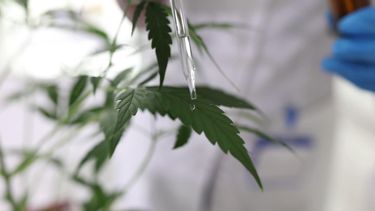 Ricerca sulla cannabis