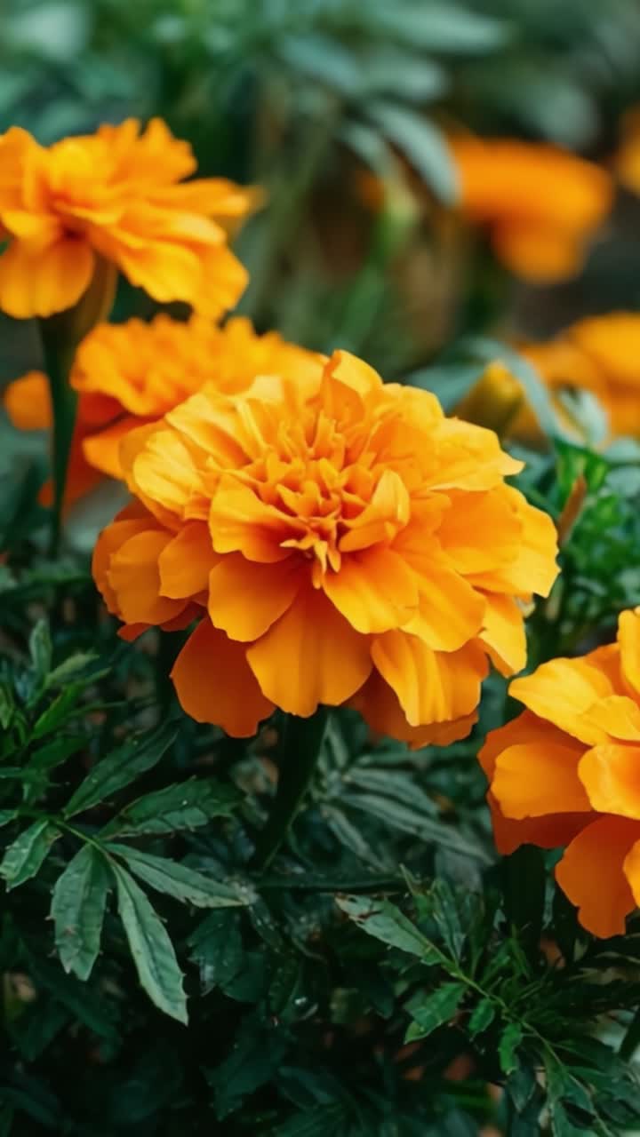 Fiori di tagete arancione vivace in piena fioritura, circondati da un lussureggiante fogliame verde, catturati in un'ambientazione da giardino mozzafiato.