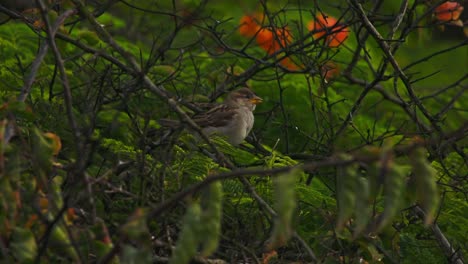 at eye level, a juvenile sparrow with a small yellow beak scans its surroundings while perched amid lush bougainvillea. predominantly green, accented by a few orange blooms